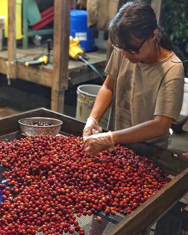 Made Like Iron Hawaiian Coffee - Tree of Life