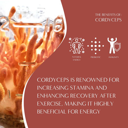 Cordyceps Schisandra Cinnamon Berry Mushroom Herbal Coffee - Tree of Life