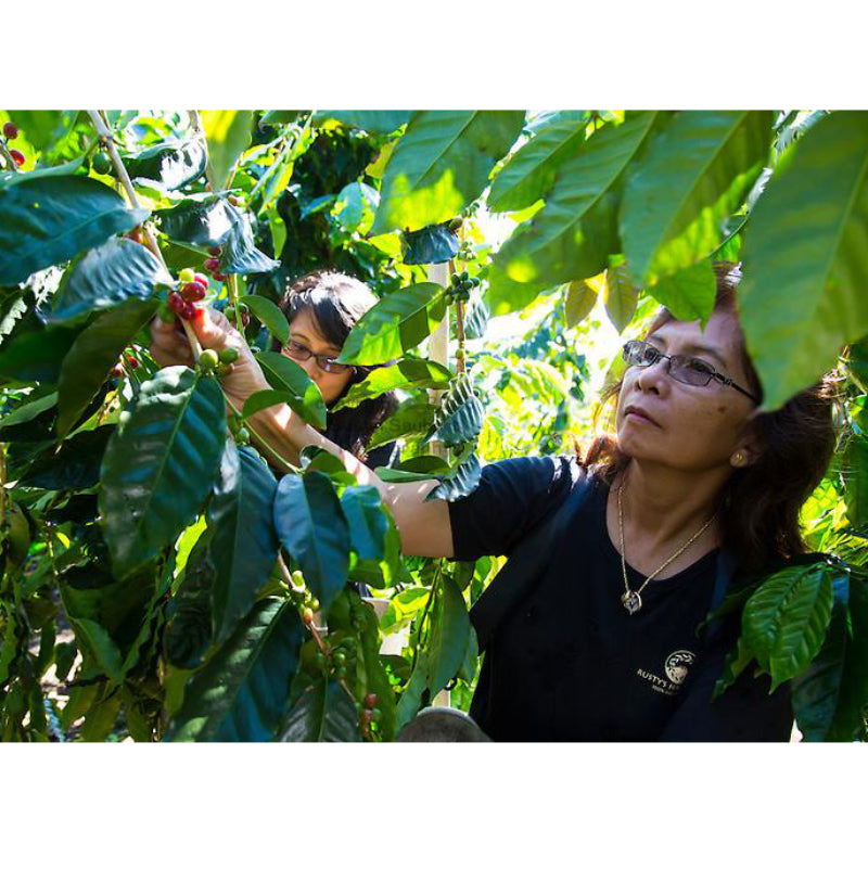 Made Like Iron Hawaiian Coffee - Tree of Life