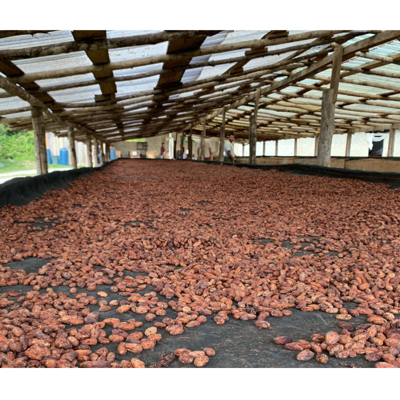 70% Belize Dark Chocolate - Tree of Life