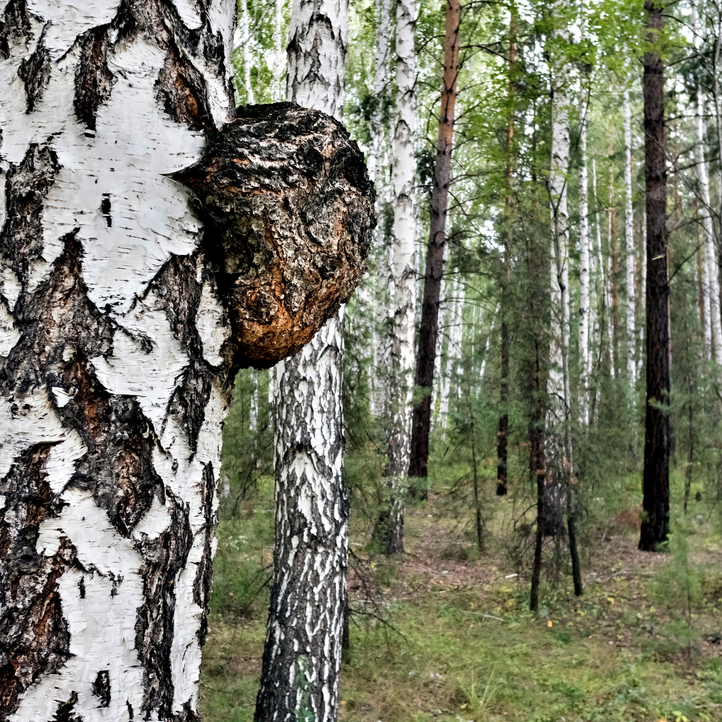 Forest Reserve™ Turkey Tail, Maitake, & Chaga Mushroom Chocolate Squares - Tree of Life