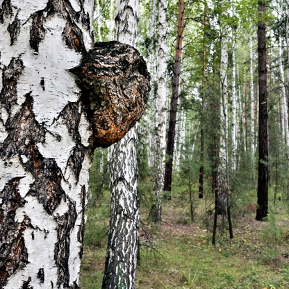 Forest Reserve™ Turkey Tail, Maitake, & Chaga Mushroom Chocolate Squares - Tree of Life