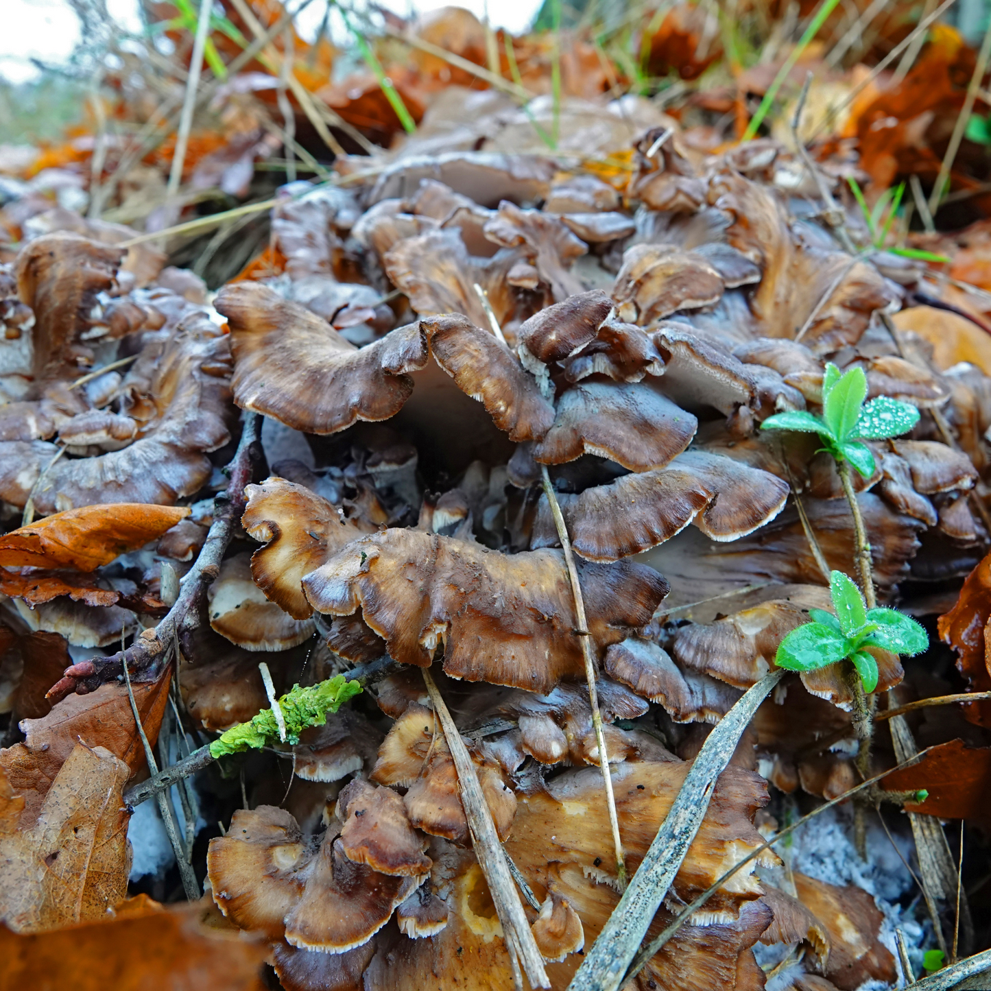 Forest Reserve™ Turkey Tail, Maitake, & Chaga Mushroom Chocolate Squares - Tree of Life