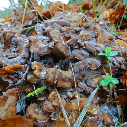 Forest Reserve™ Turkey Tail, Maitake, & Chaga Mushroom Chocolate Squares - Tree of Life