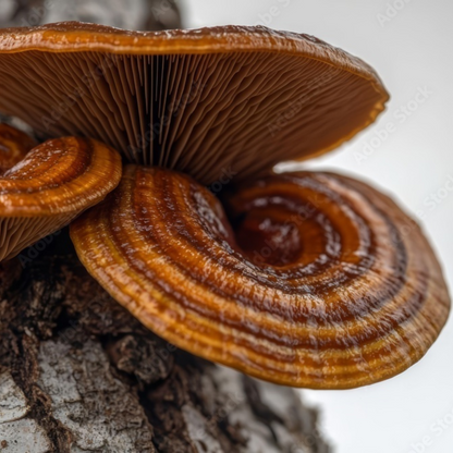 Reishi Reserve™ Mushroom Chocolate Squares - Tree of Life