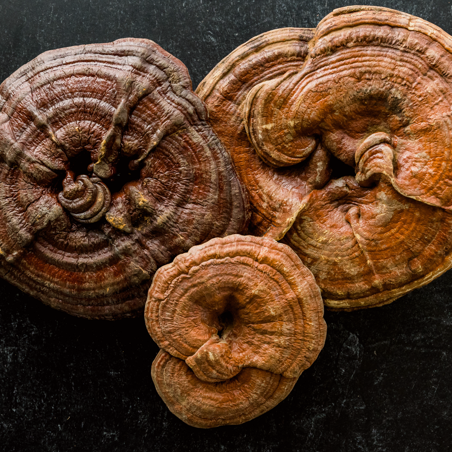 Reishi Reserve™ Mushroom Chocolate Squares - Tree of Life